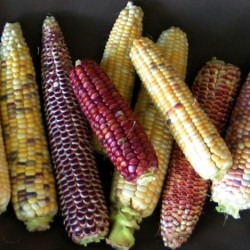 Joseph Lofthouse's corn. Photo by Anya Aether