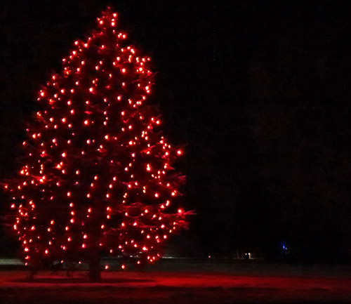 The River Heights tree brightens up Ryan Place Park. (Melanie Fentermaker photo)