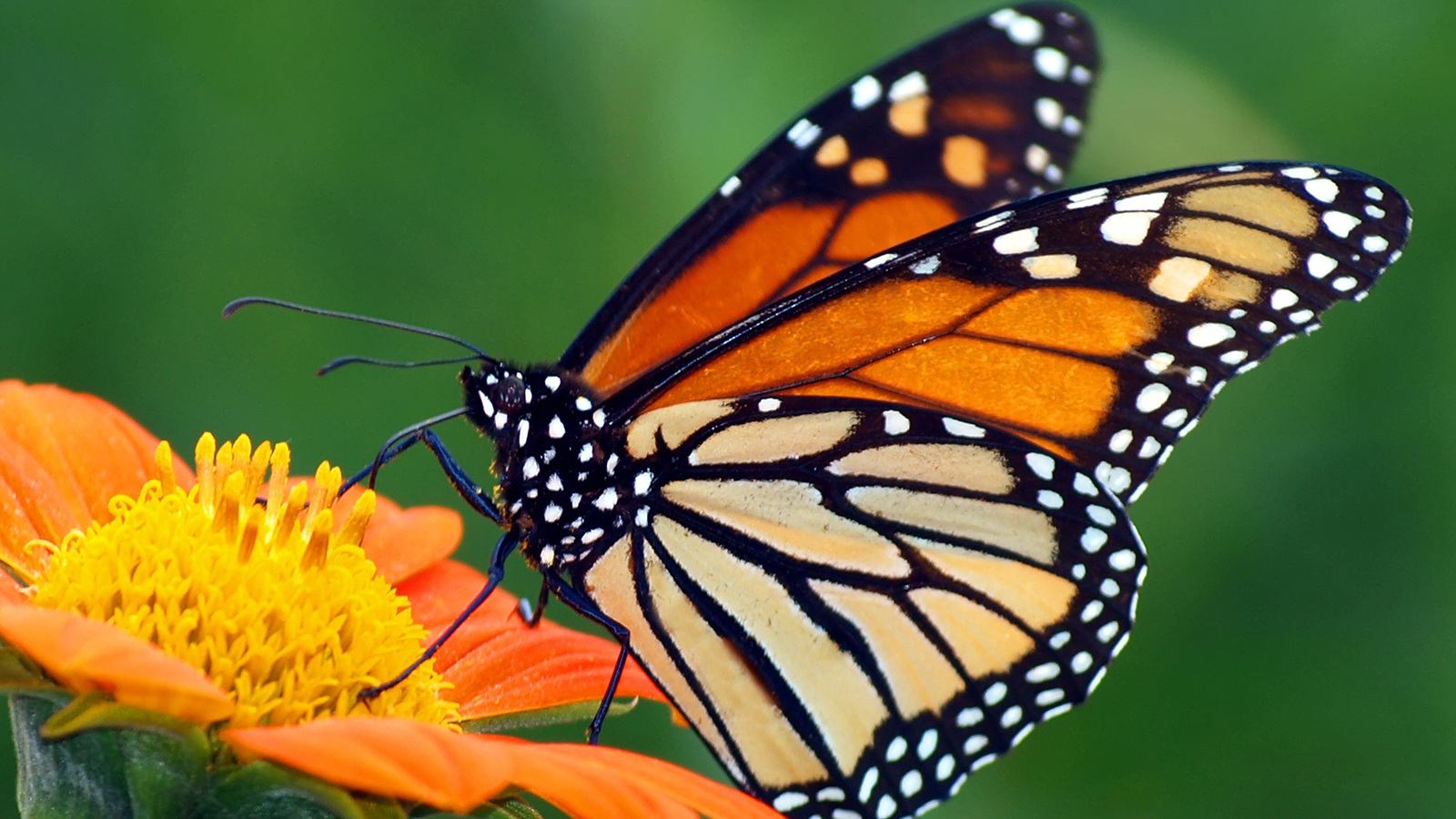 Nibley residents want to protect the monarch butterfly population from insecticide spraying.