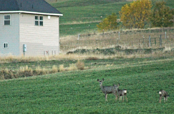 Mendon residents not worried about wandering deer. (Jordan Floyd photo)